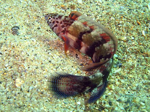 Snakeskin wrasse